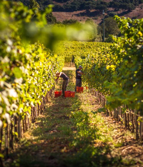 Azienda vitivinicola in Sardegna Siddùra