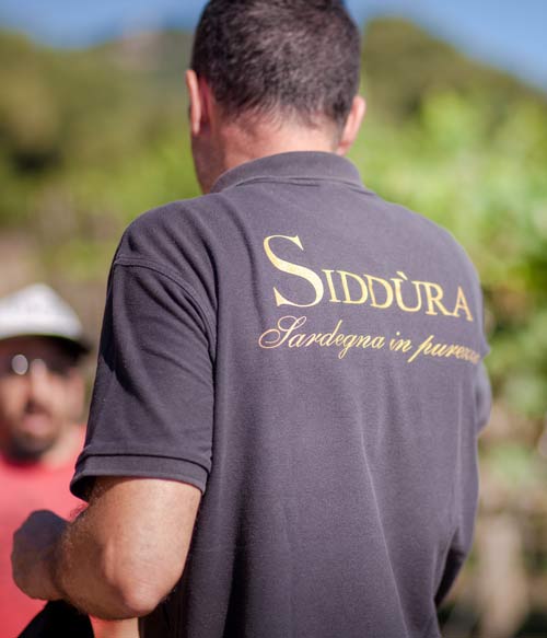 Azienda vitivinicola in Sardegna Siddùra