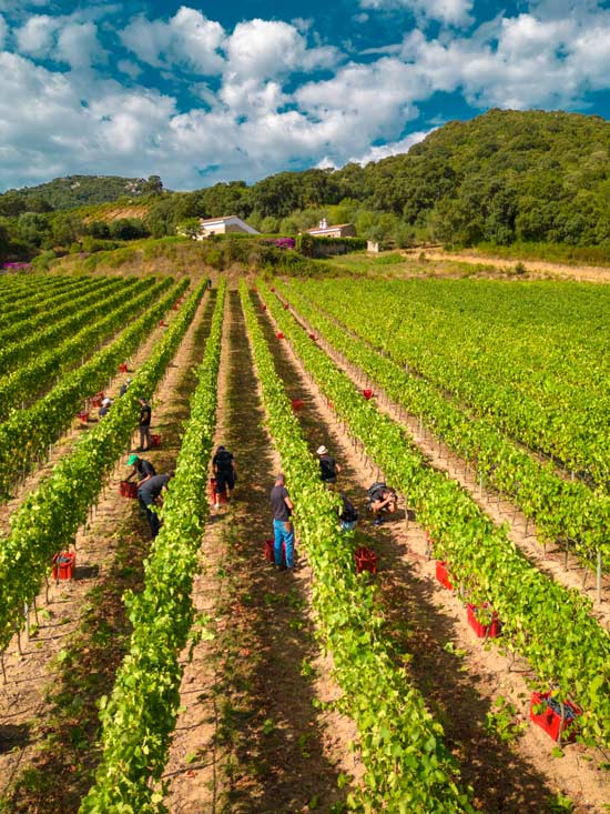Vigneti e vitigni in Sardegna - Siddùra