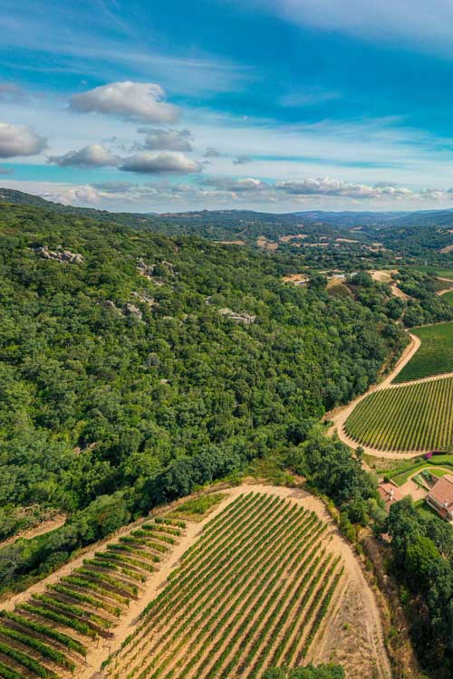 Vigneti e vitigni in Sardegna - Siddùra