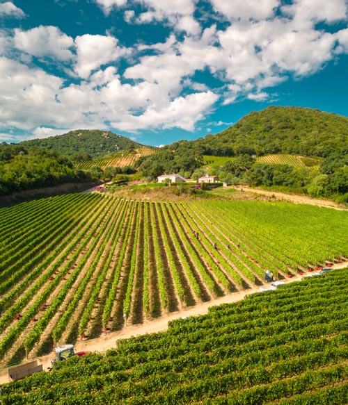 Azienda vitivinicola in Sardegna - Siddùra