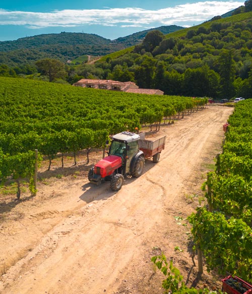 Azienda vitivinicola in Sardegna - Siddùra